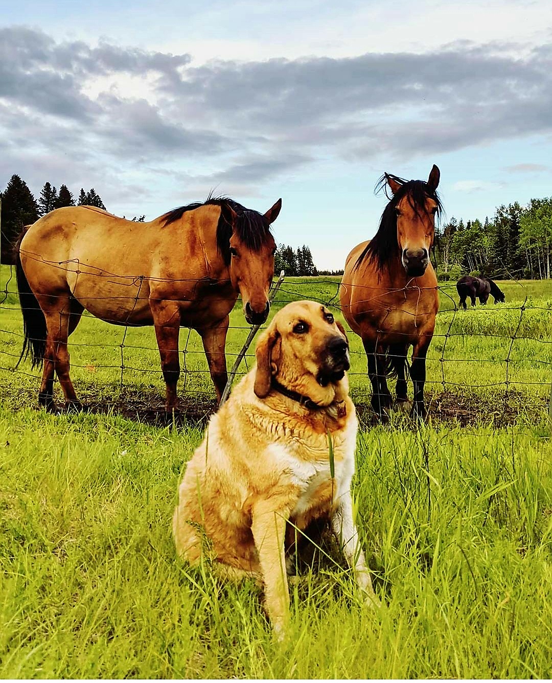 A large dog sitting on the grass in front of two horses.