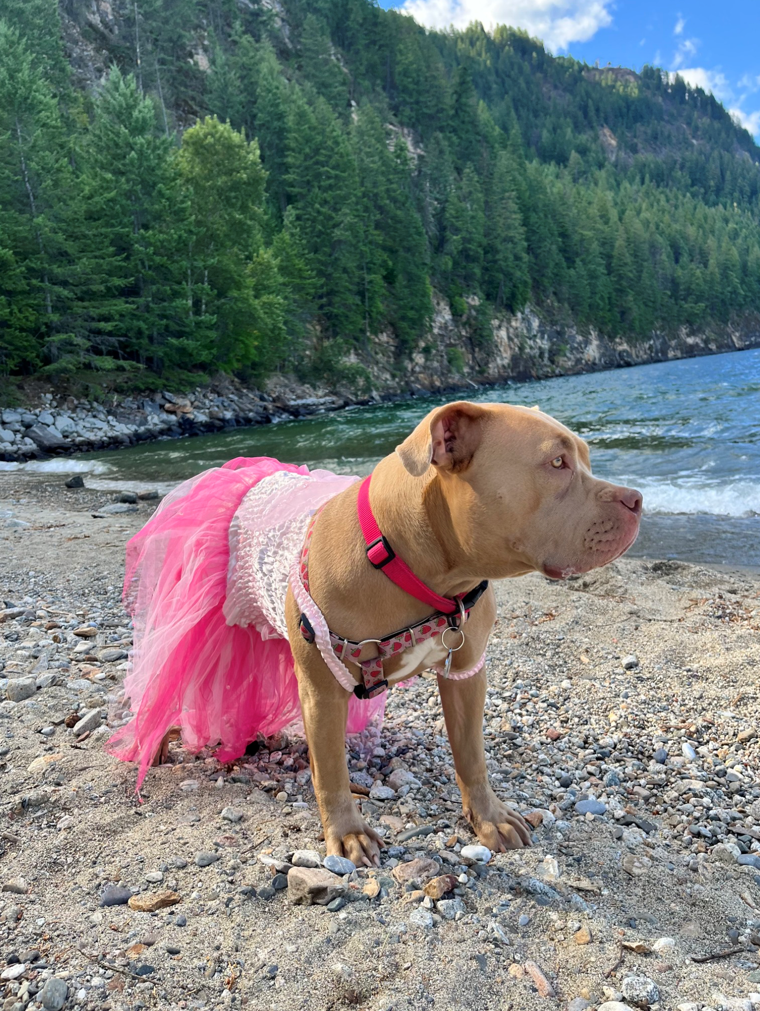 Dog in a pink tutu and harness standing on a rocky shoreline beside a river, with forested cliffs in the background.