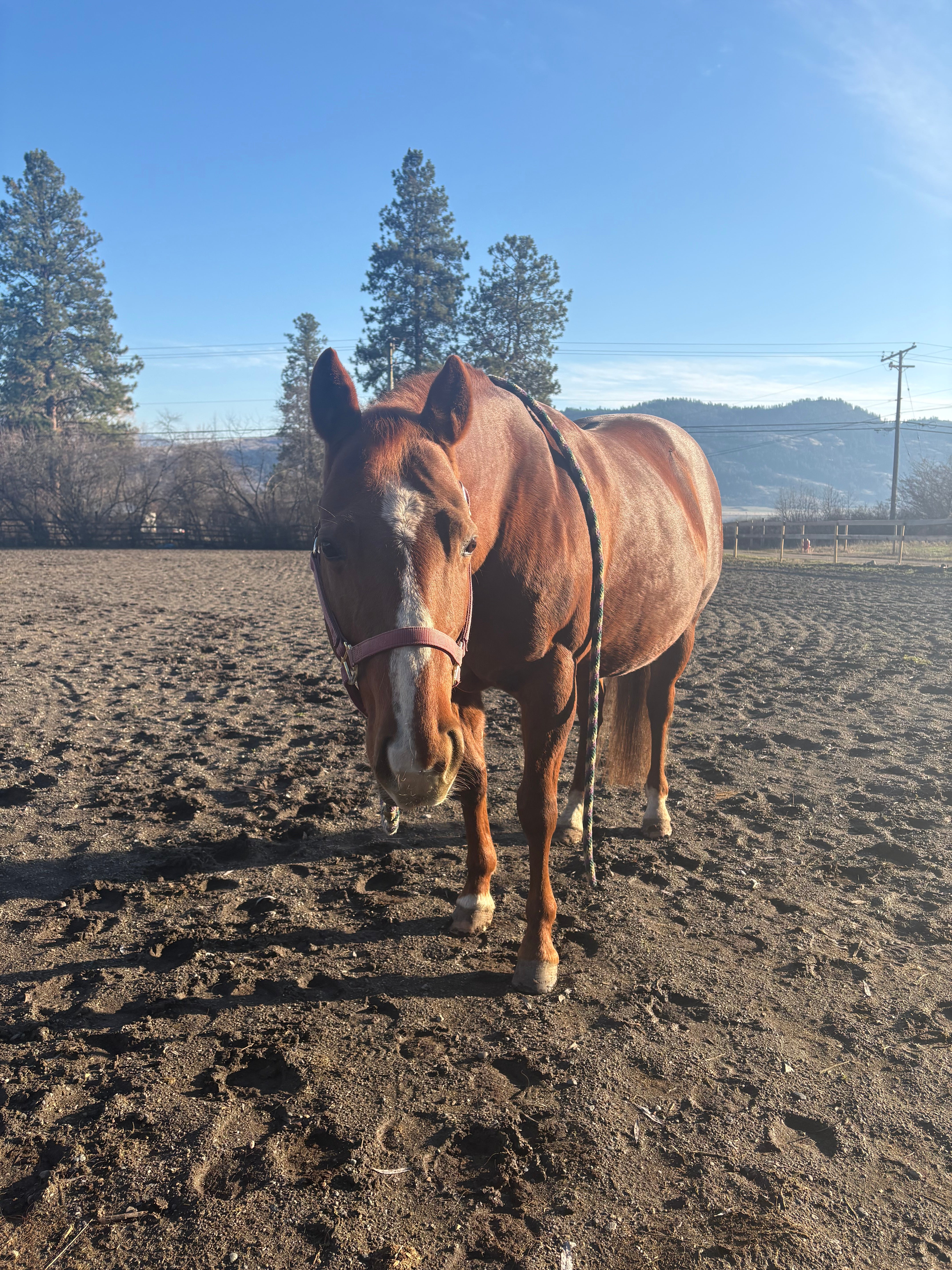 A brown horse standing in a muddy paddock on a sunny day.