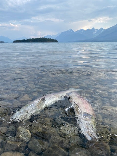 Two salmon laying lifelessly in the water.