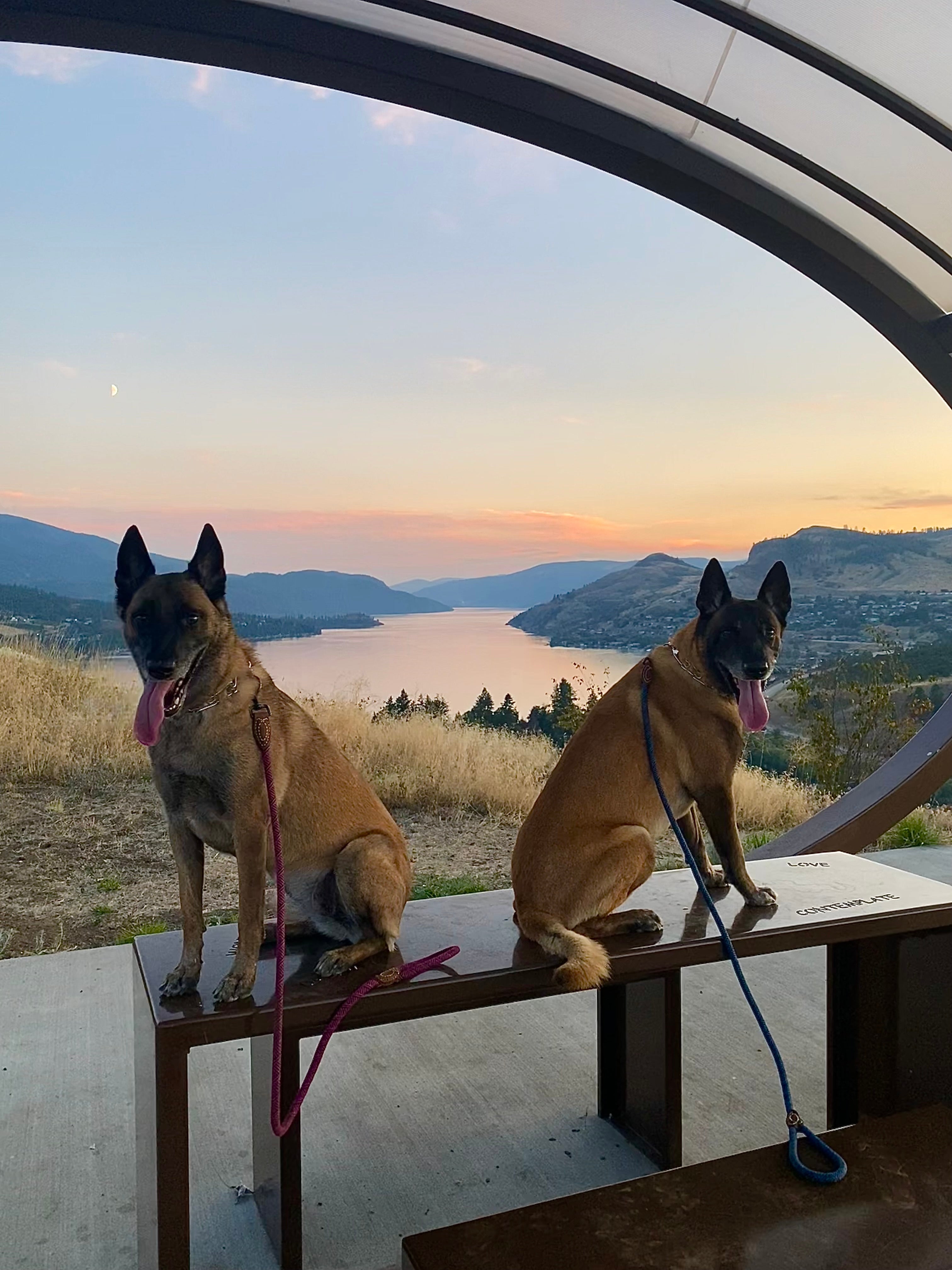 Two large dogs sit on a patio table high up on a hill overlooking water and mountains.