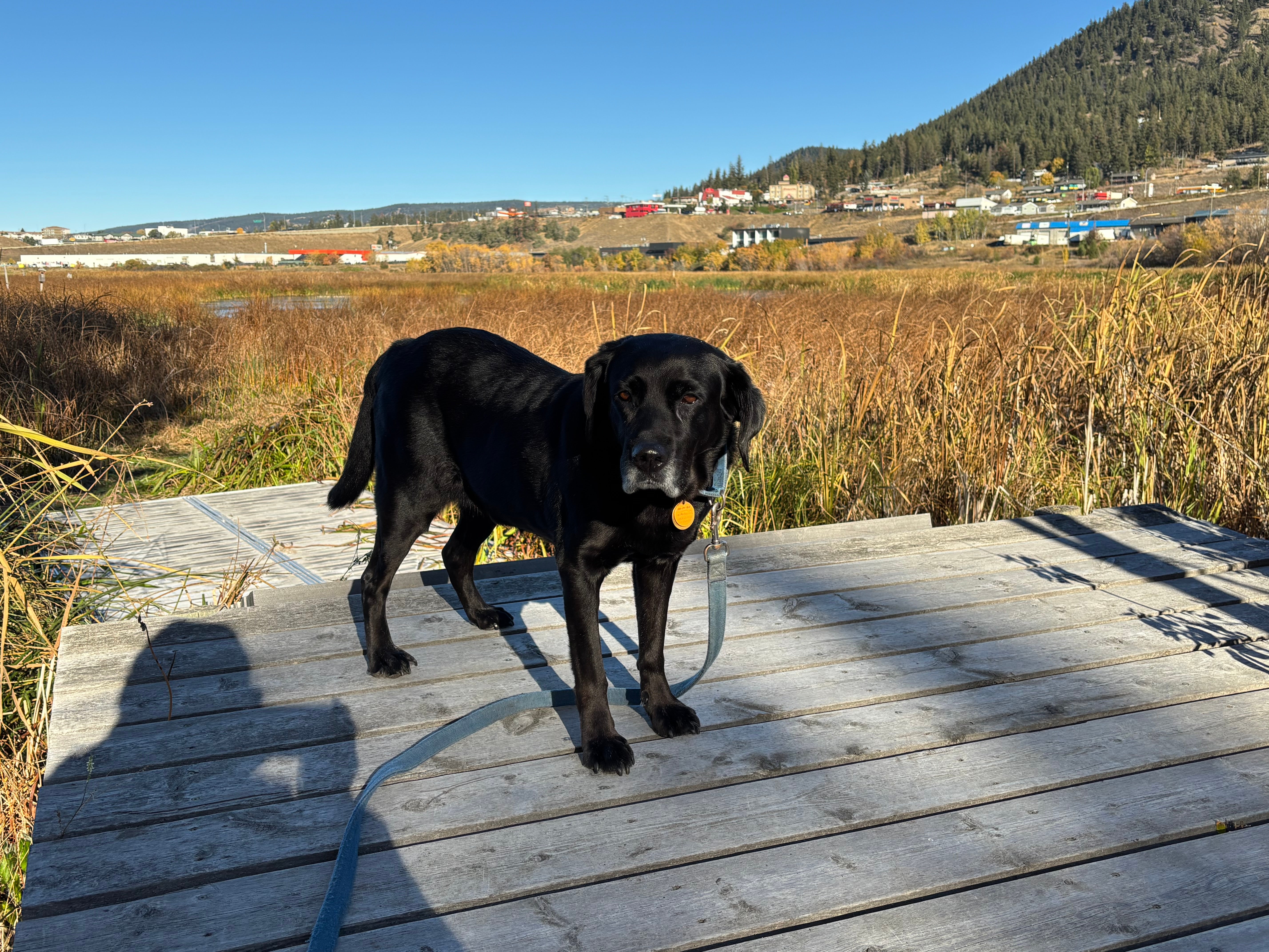 A black dog on a leash stands on a wood dock in a marsh on a sunny day.