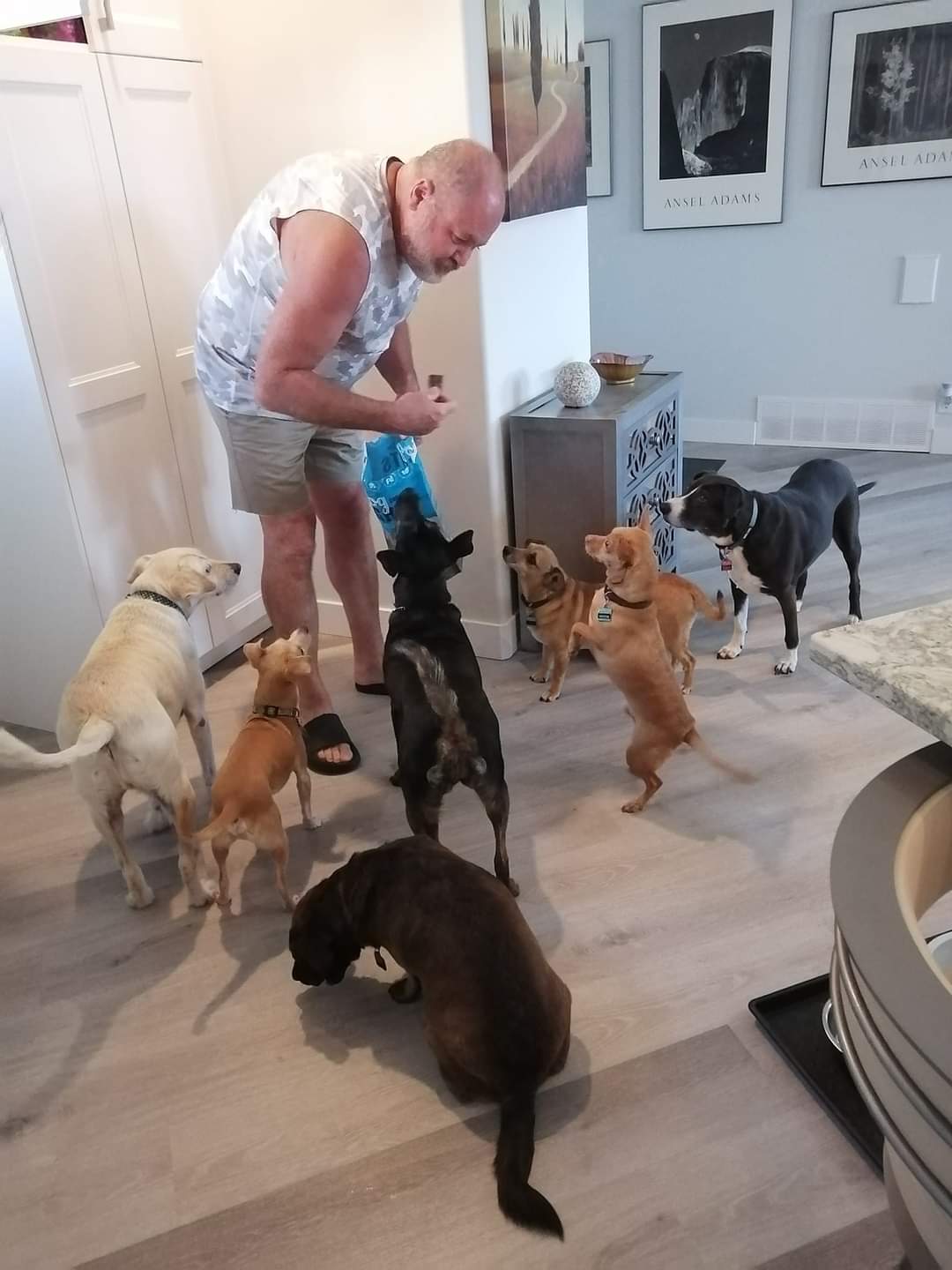 Person standing indoors holding a bag of dog treats while several dogs gather around on a wood floor, with artwork and home furnishings in the background.
