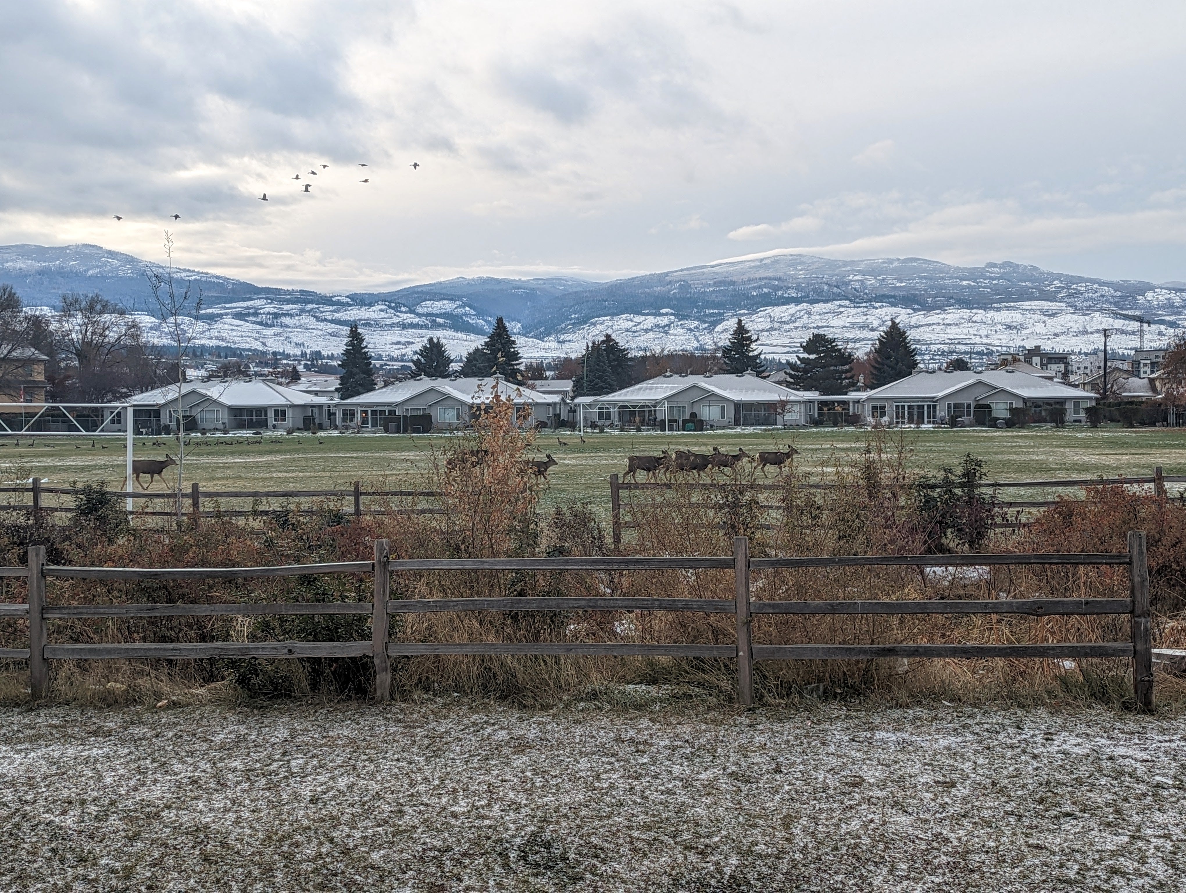 some deer running in a farmland type area