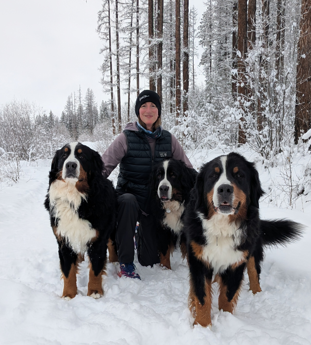 A person sitting on a snowy path with three Bernese Mountain Dogs, surrounded by snowy trees.