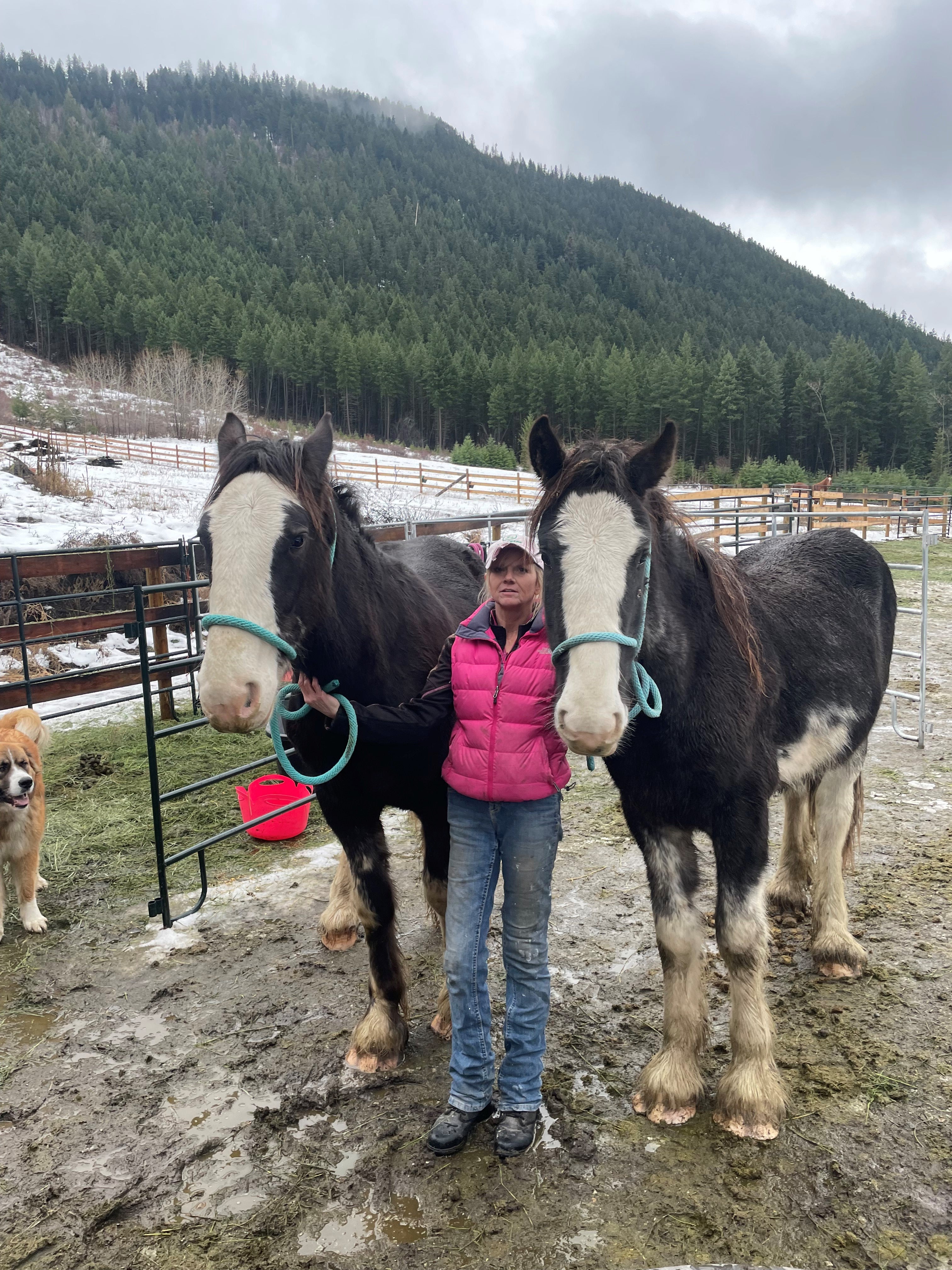 Shelby with horses