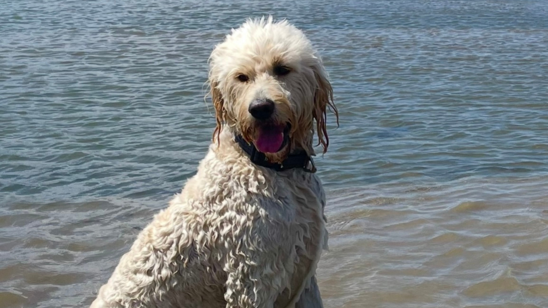 A white fluffy dog poses on a bench by the river.