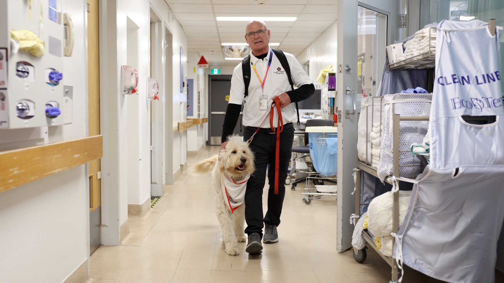 A white fluffy dog walking with hospital hallway with human handler.