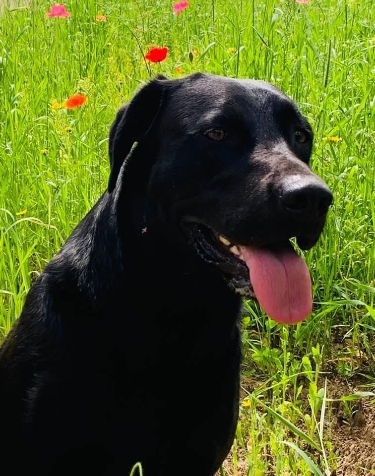 Black Labrador dog sits on grass with her tongue hanging out.
