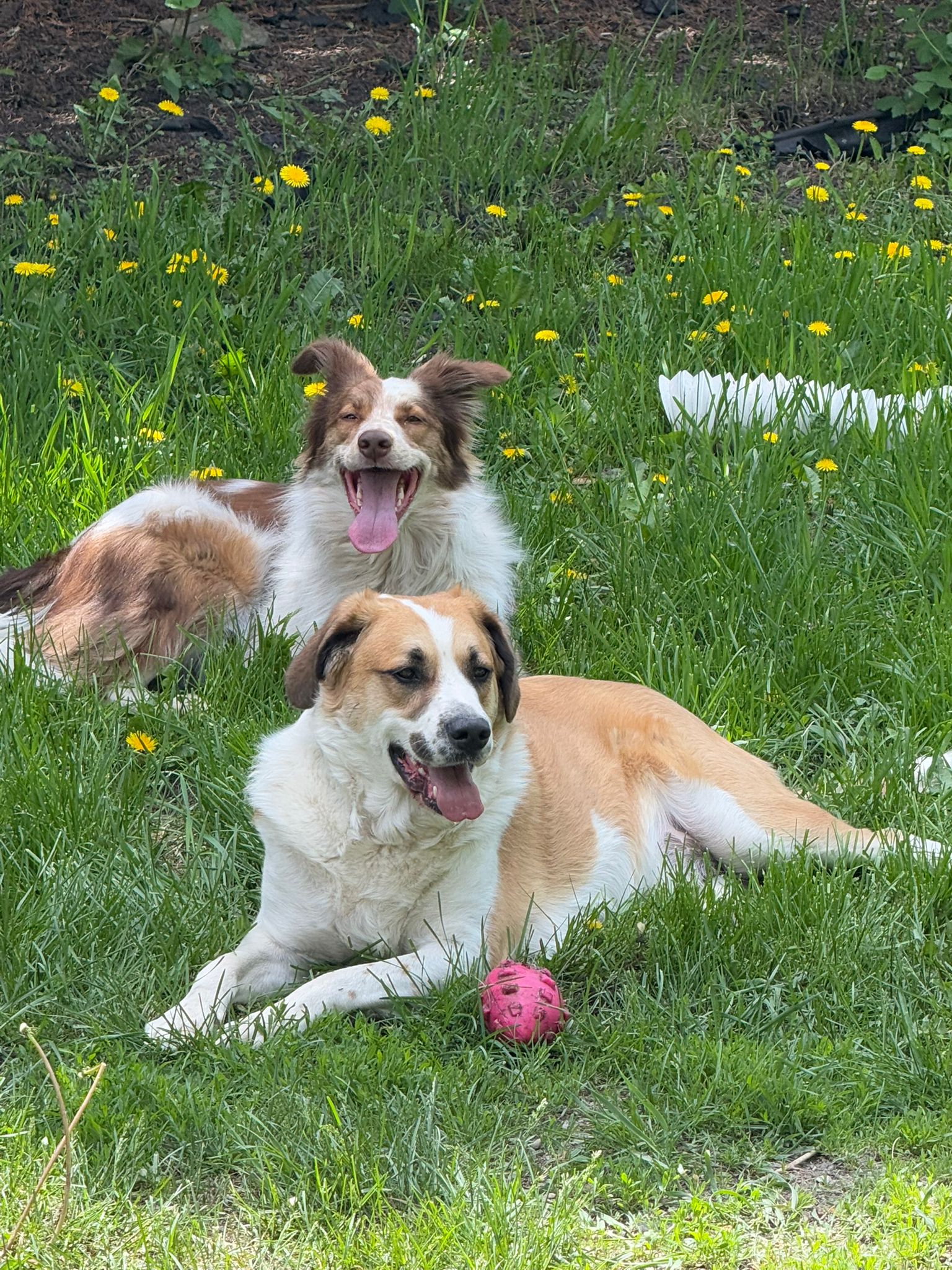 Two light brown and white dogs lie panting on grass full of dandelions.