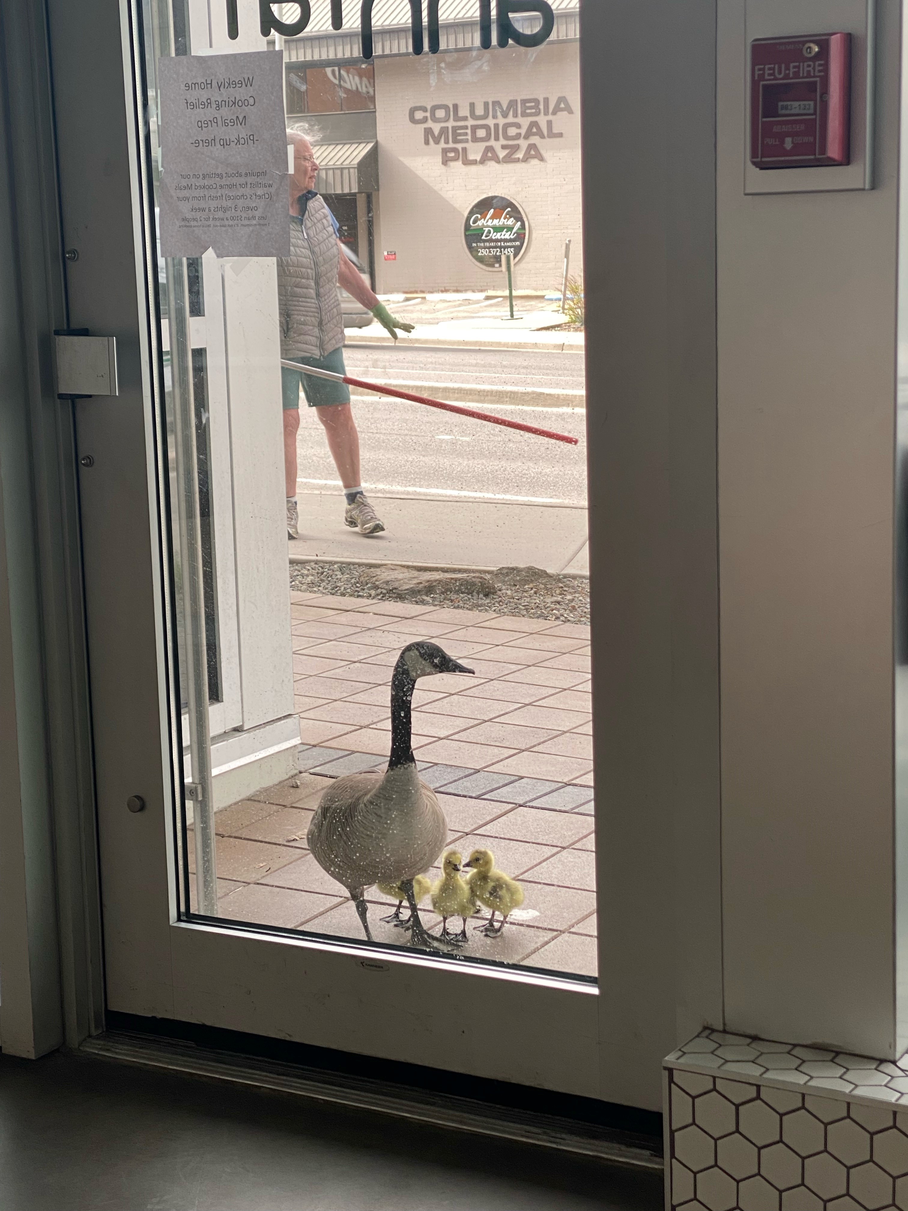 Geese outside a cafe.