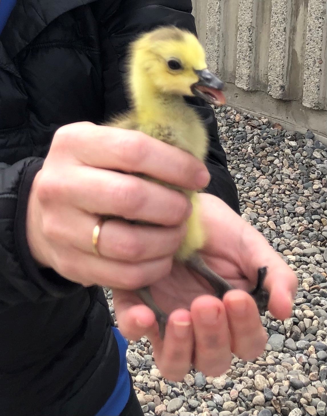 Gosling up close