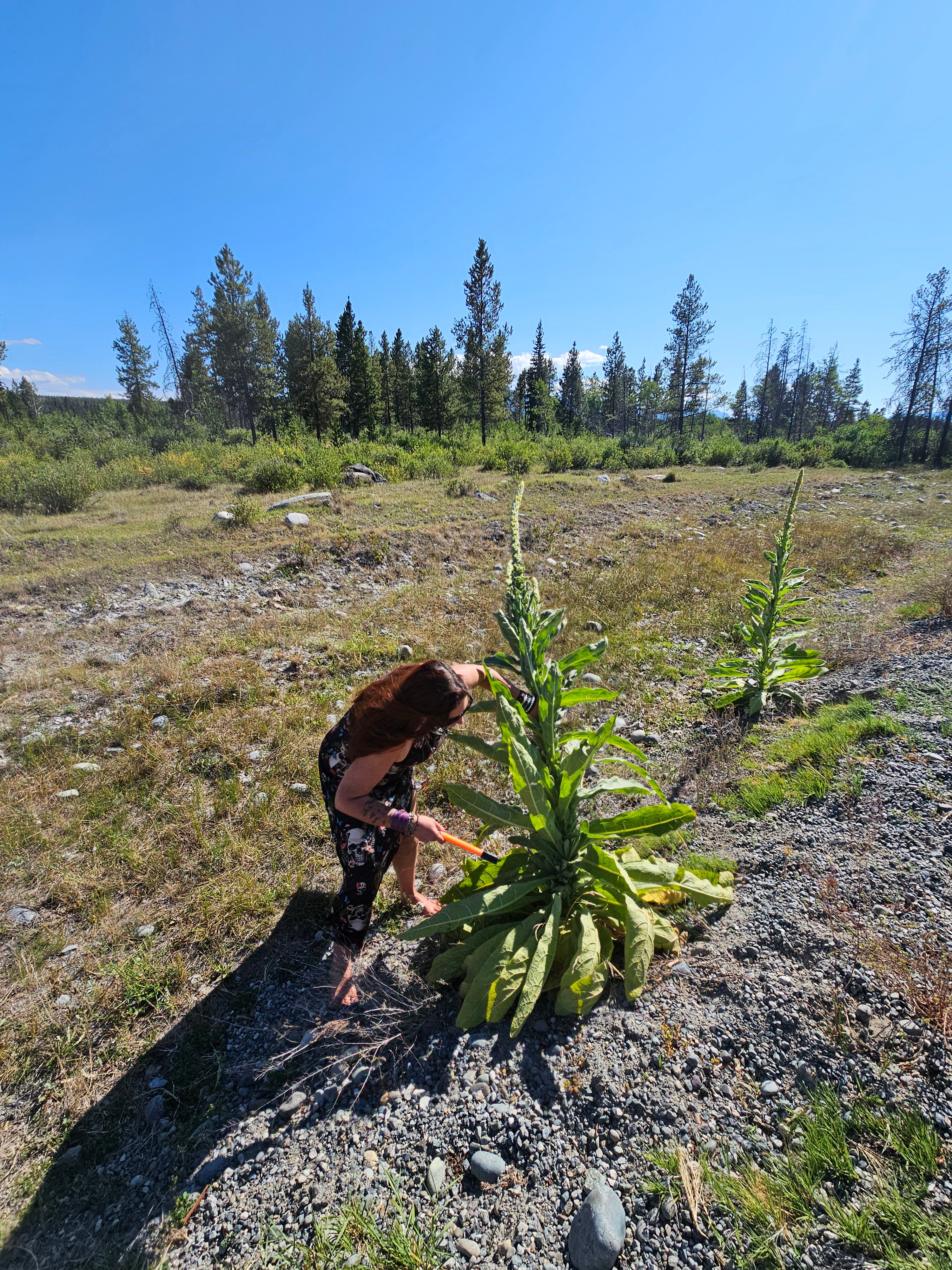 A barefoot person with long dark hair wearing a black dress holds a leafy green plant as they cut away at the base.