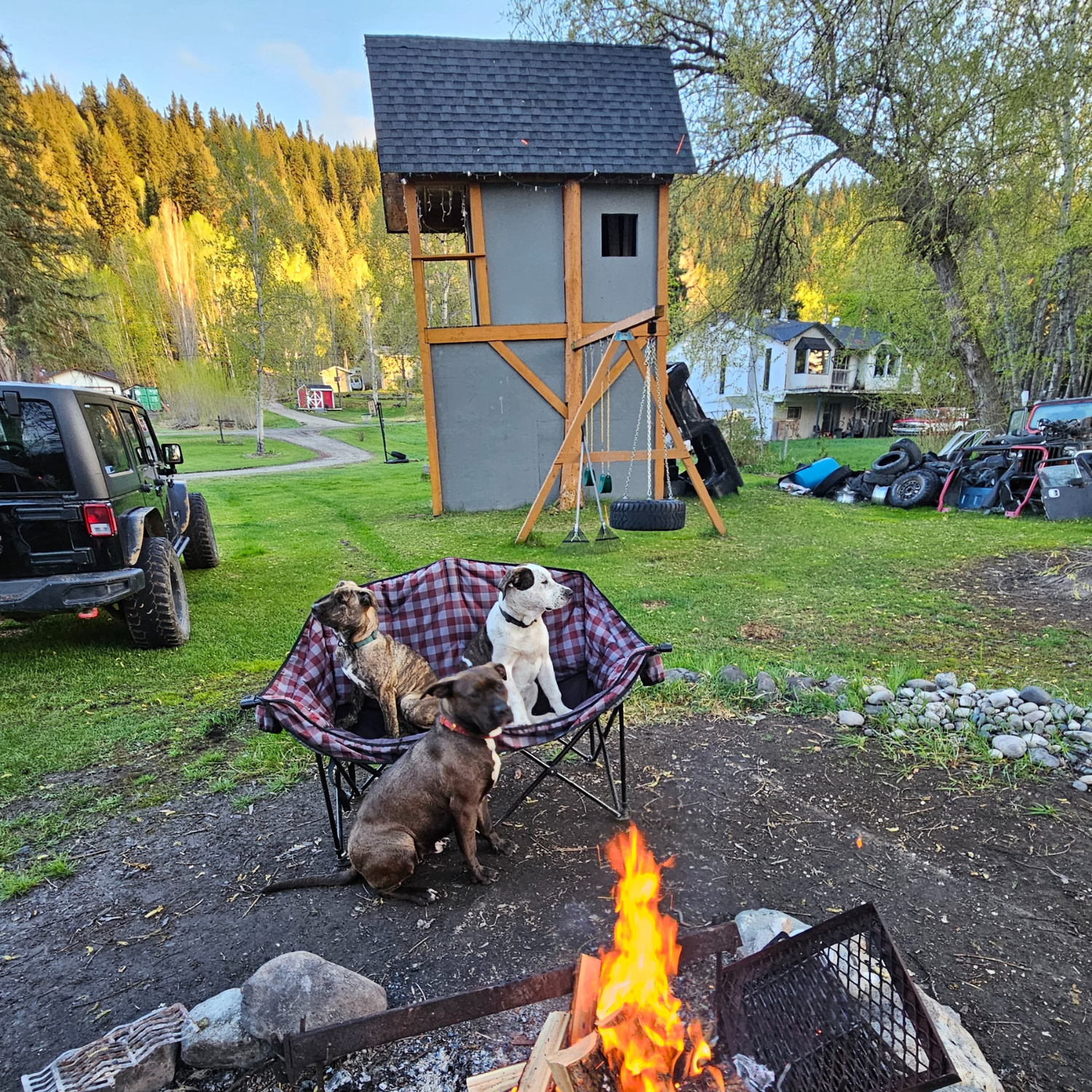 Three dogs sit on a camping chair in front of a fire on a summer day with a tree house in the background. 