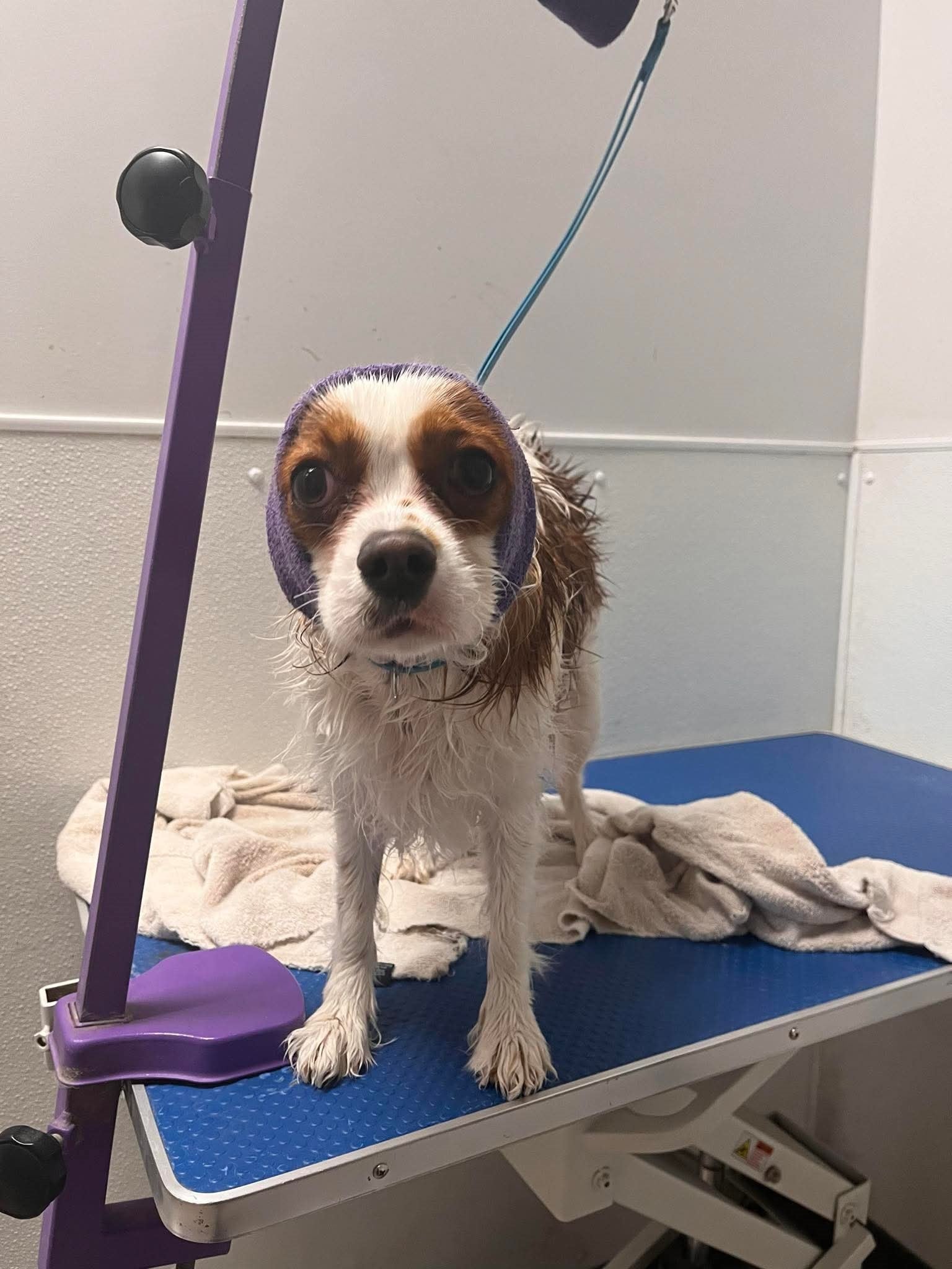 A wet, skinny brown and white dog in a halter stands on a table in a groomer’s office.