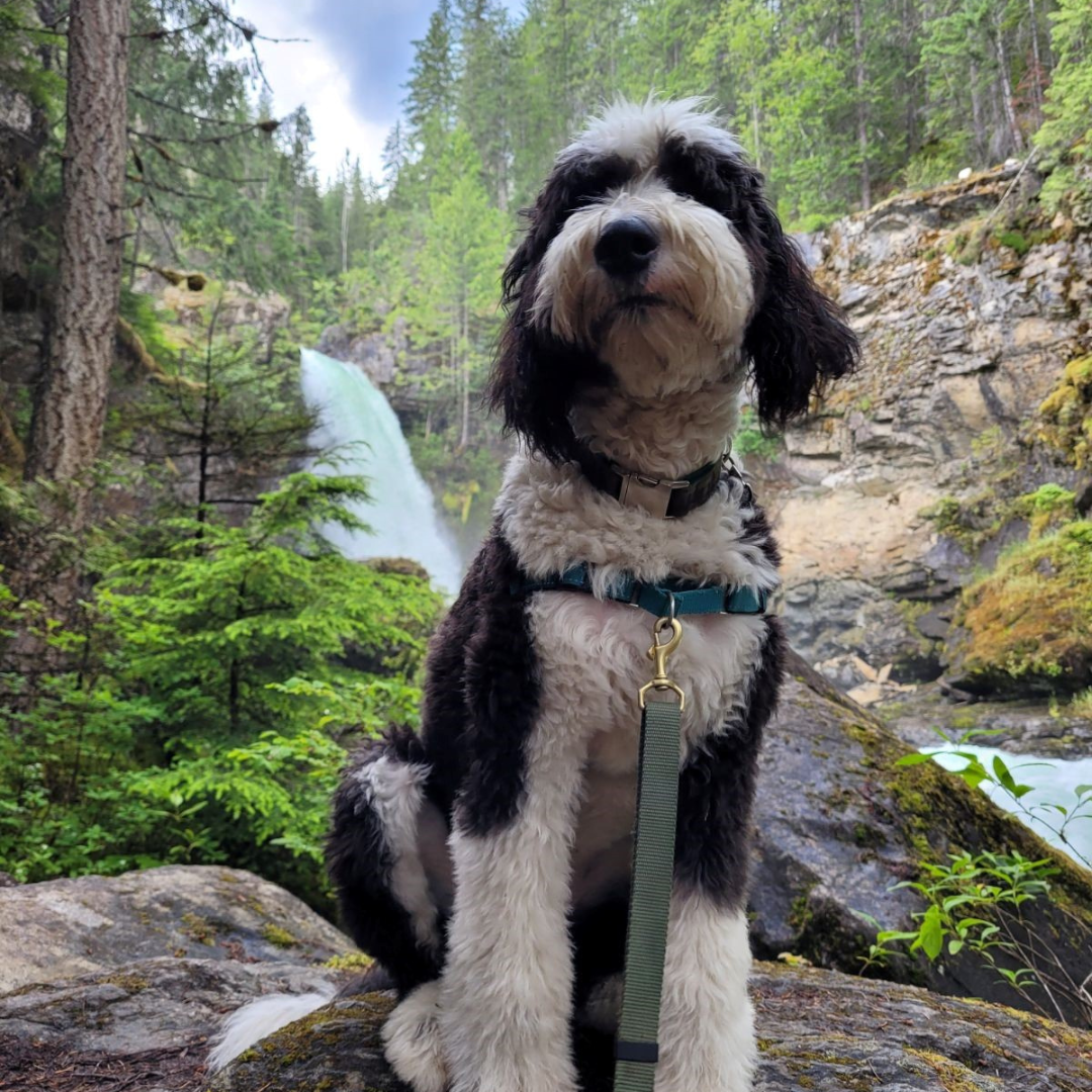 a black and white dog sits nicely in front of a water stream in the forest