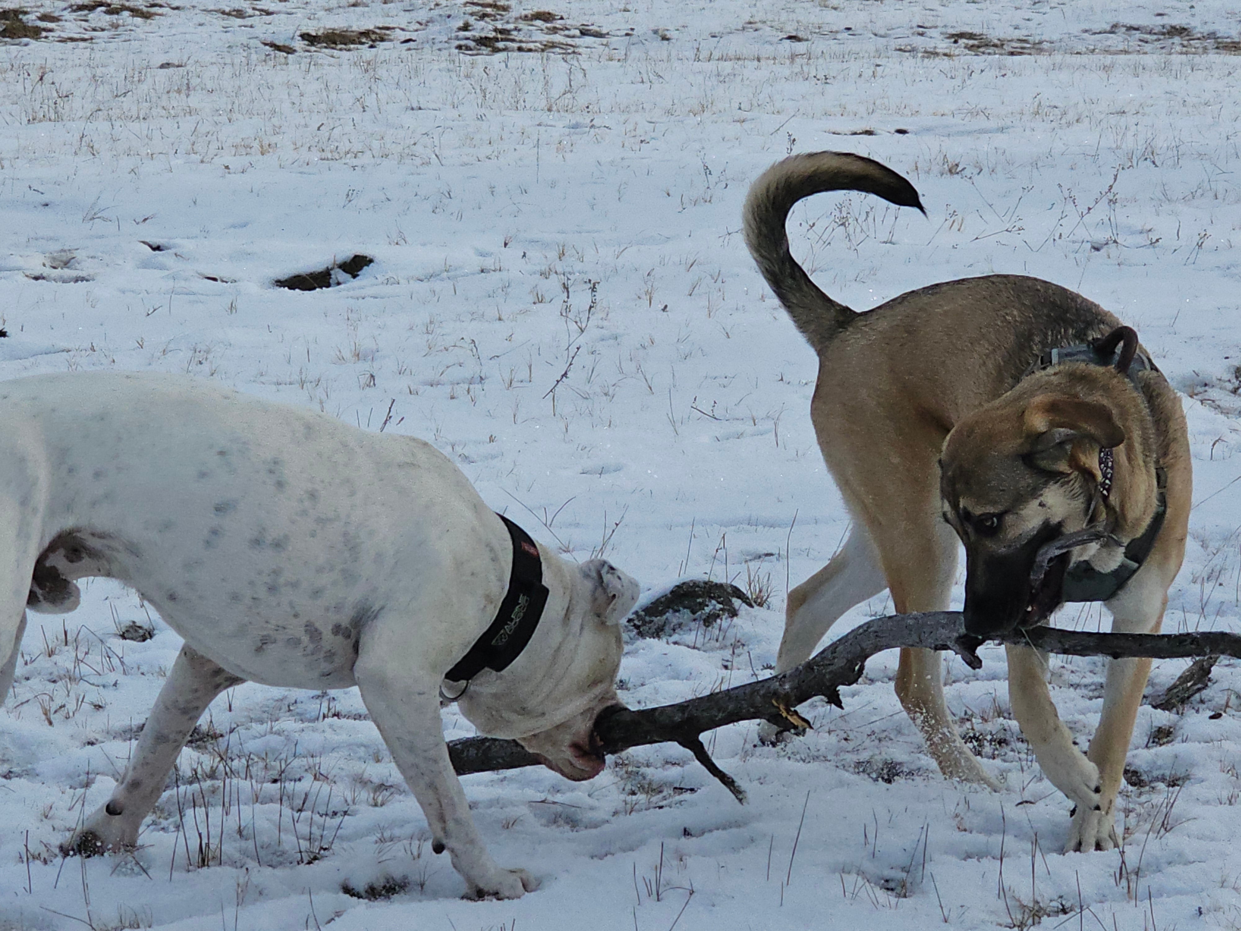 A white dog and brown dog tussle over a stick on a snowy day.