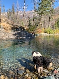 Two dogs standing by a clear river with rocky banks, surrounded by trees and mountains in the background on a sunny day.