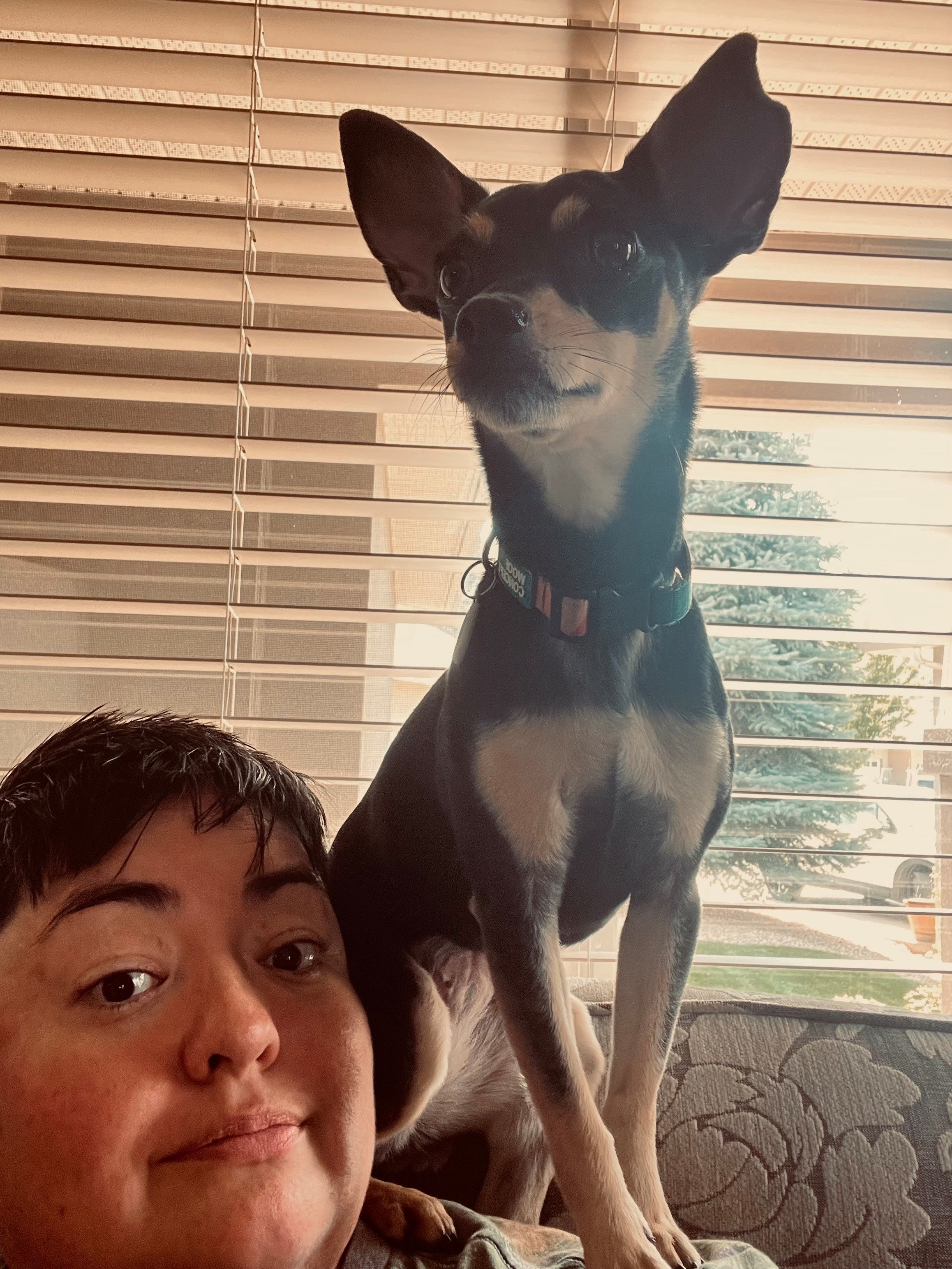 A person with a small black dog standing on their shoulder in front of a window. 