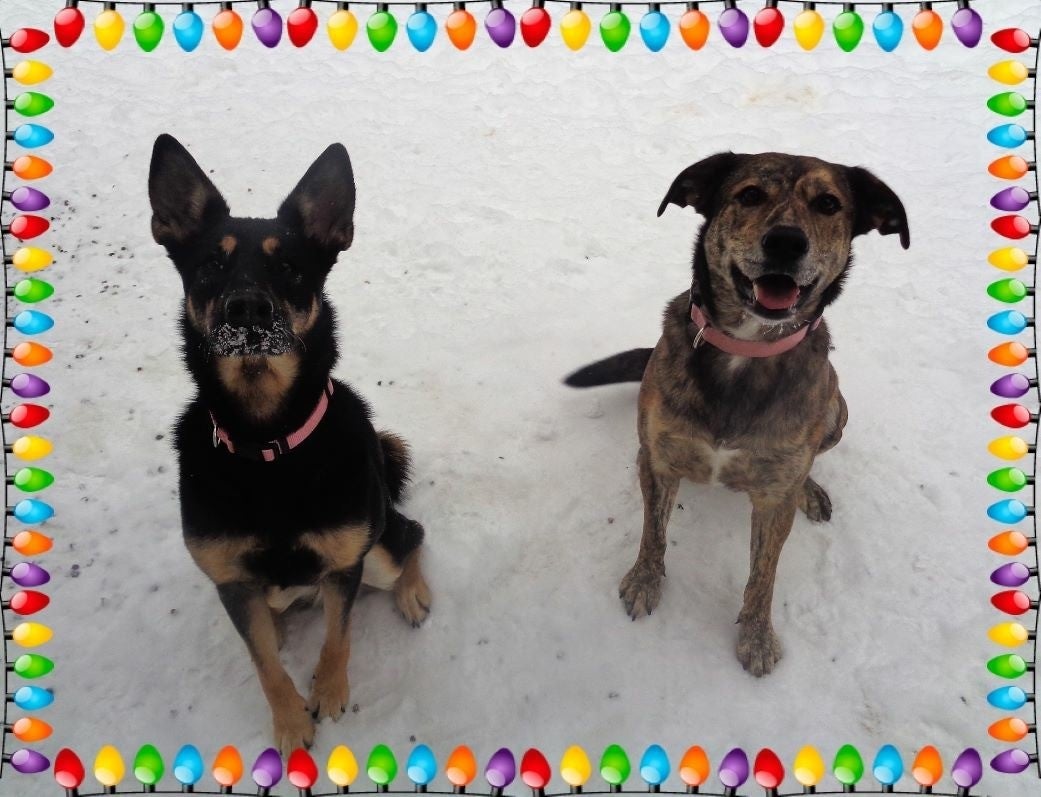 A black and brown dog with pointy ears and pink collar stands next to a brown dog with floppy ears and a pink collar on snow