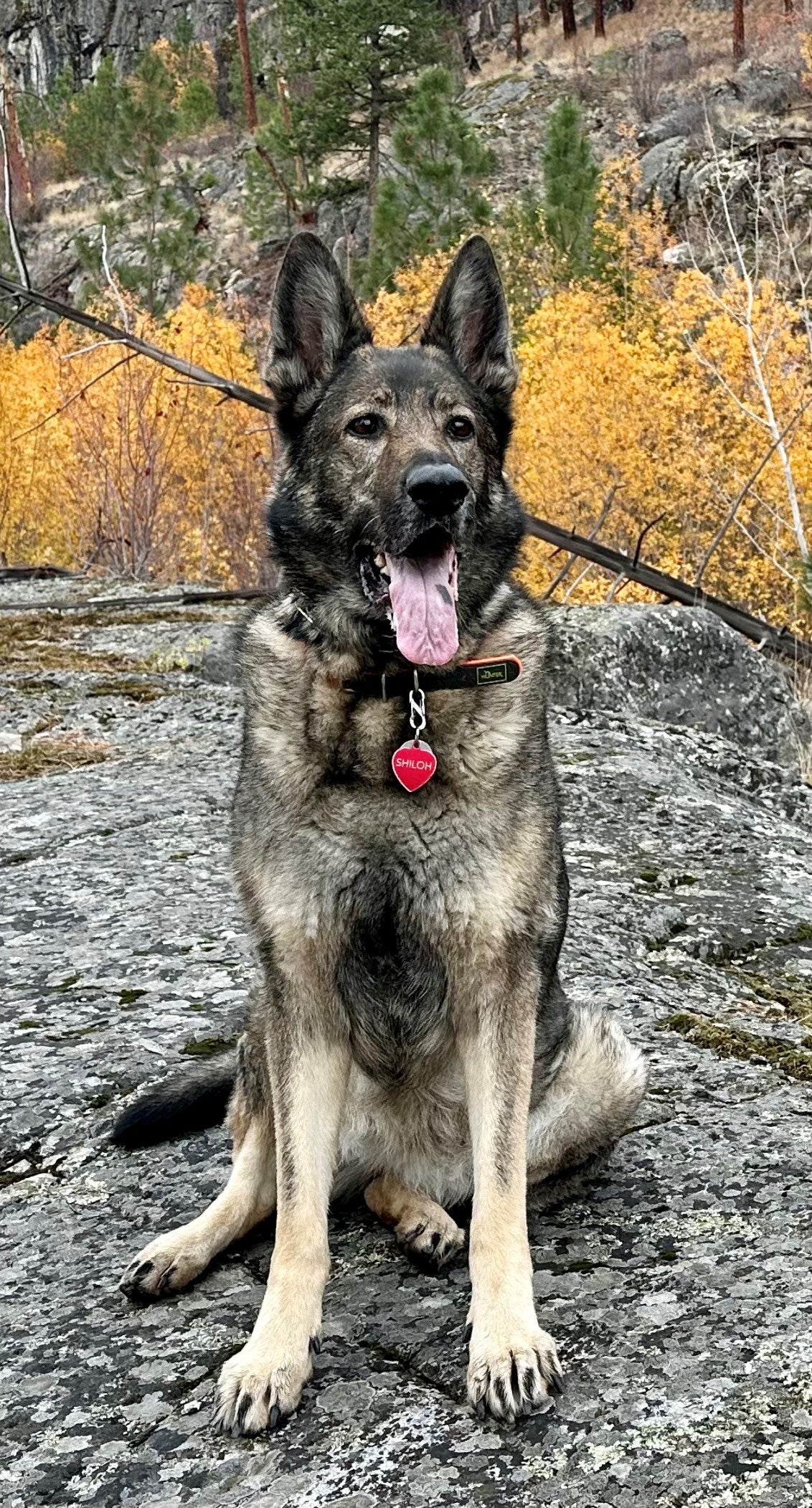 A large dog with its tongue hanging out sits on its hind legs on a rocky surface outside with bushes and trees in the background.