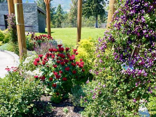 A bright garden full of red, yellow and purple flowers on a sunny day