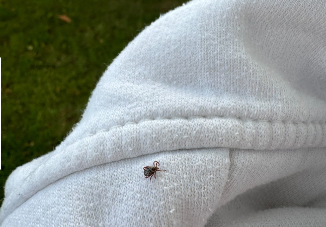 A tiny black tick sits on a white hoodie.