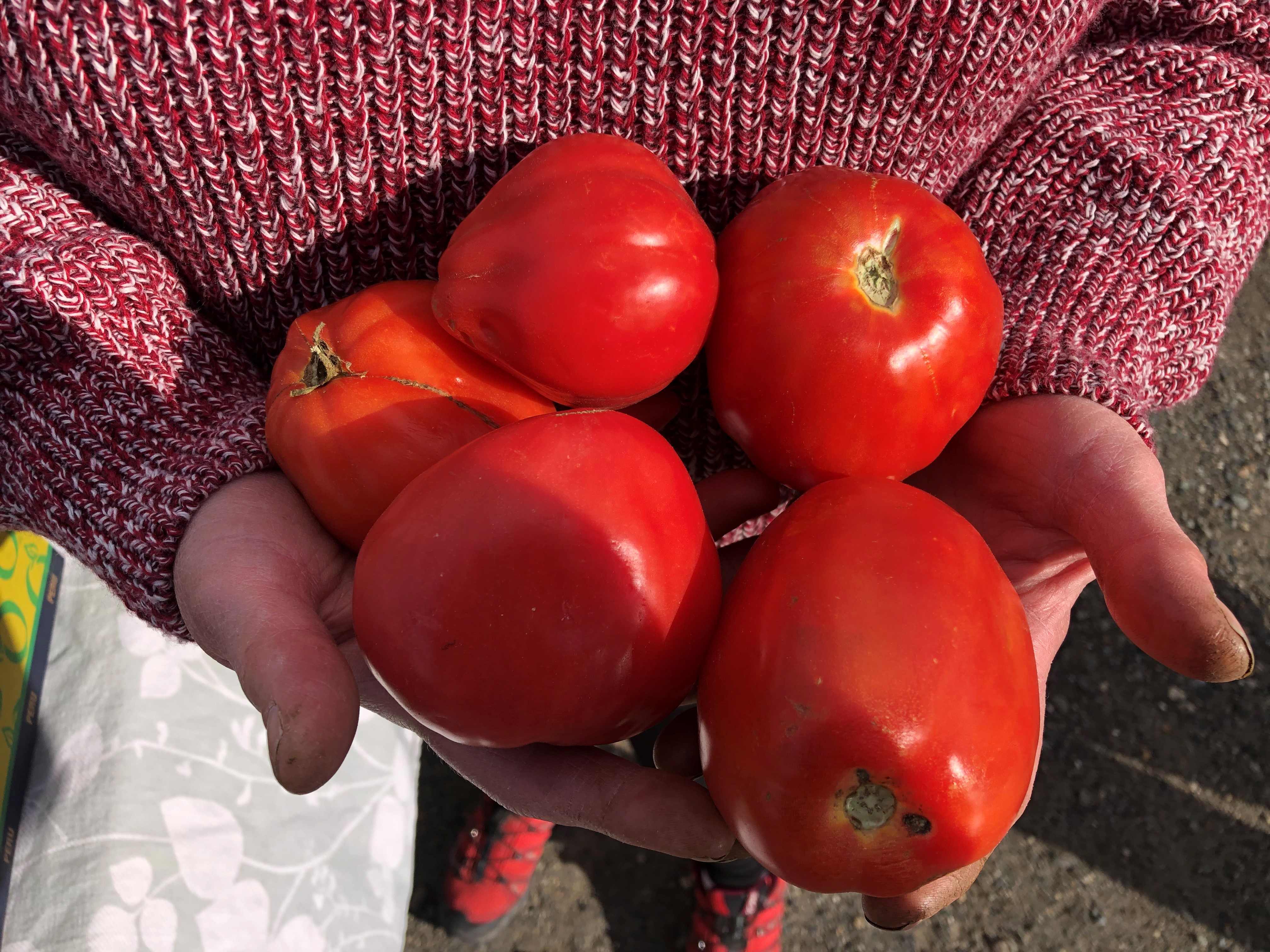 Five large red tomatoes cradled in the hands of a person wearing a red sweater