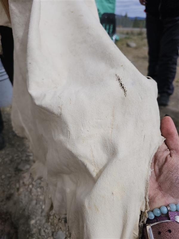 A hand holding up a white leather hide.