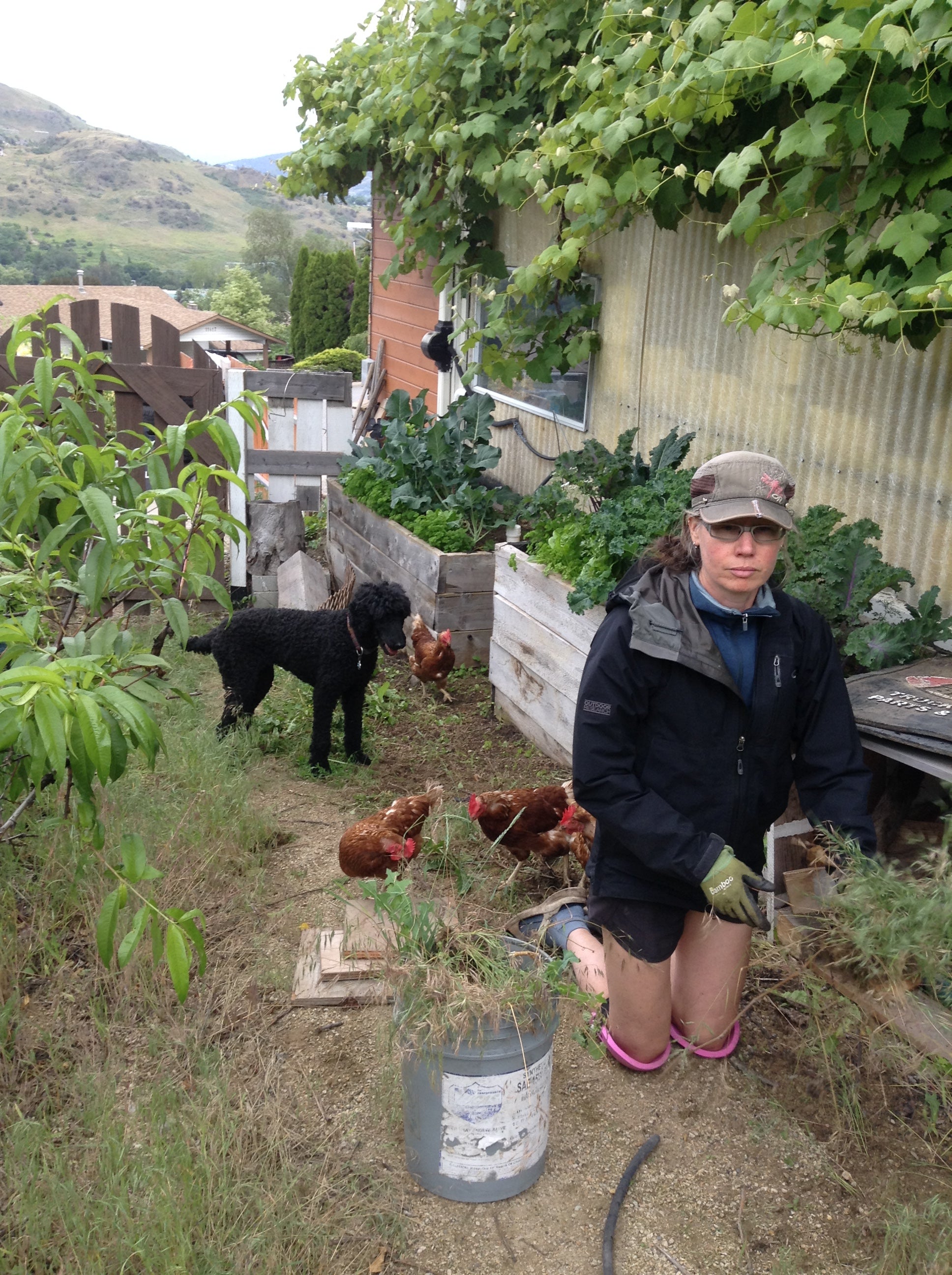 Woman wearing hat, glasses, jacket, shorts and gloves, kneels in garden with poodle and chickens, surrounded by plants