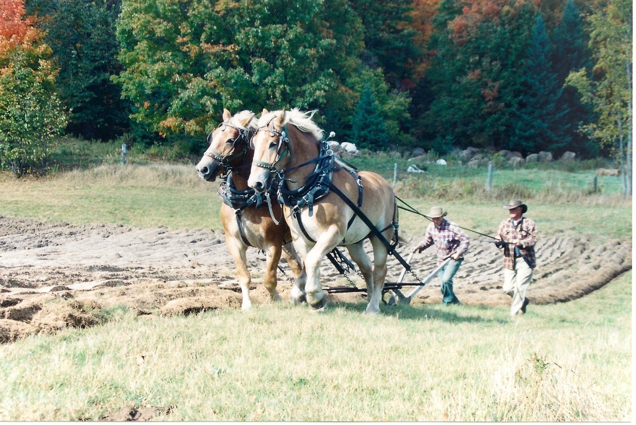 Two people ploughing a field with two brown horses walking in front of them.