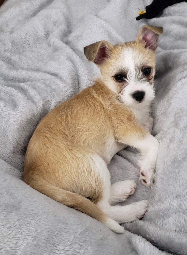 A small brown dog with wiry fur, with white paws, underbelly and nose.