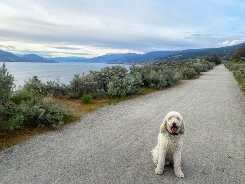 Mylo the goldendoodle takes Joanne on a walk of the KVR track.