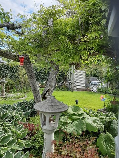 Garden with large green leaves, trees, lawn, bird bath and feeder.