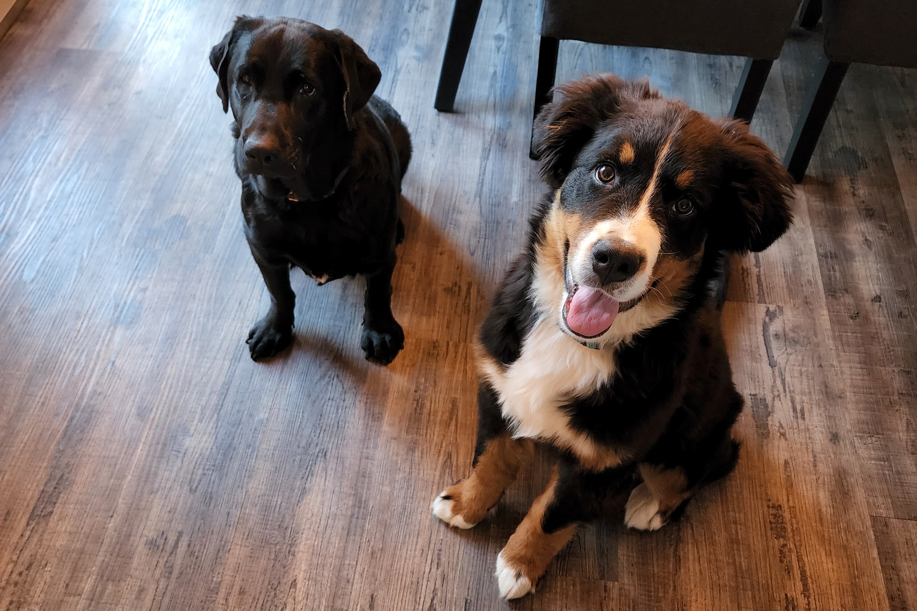 Black Labrador and Bernese Mountain Dog.