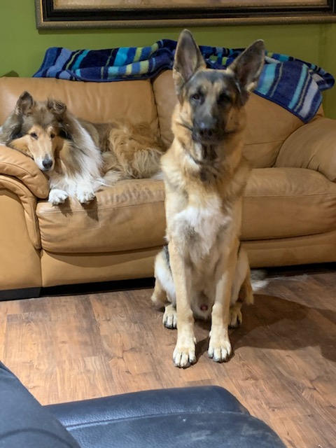 A Rough Collie relaxes on a tan leather couch while a German Shepherd sits at attention on the wood floor in front of the couch.
