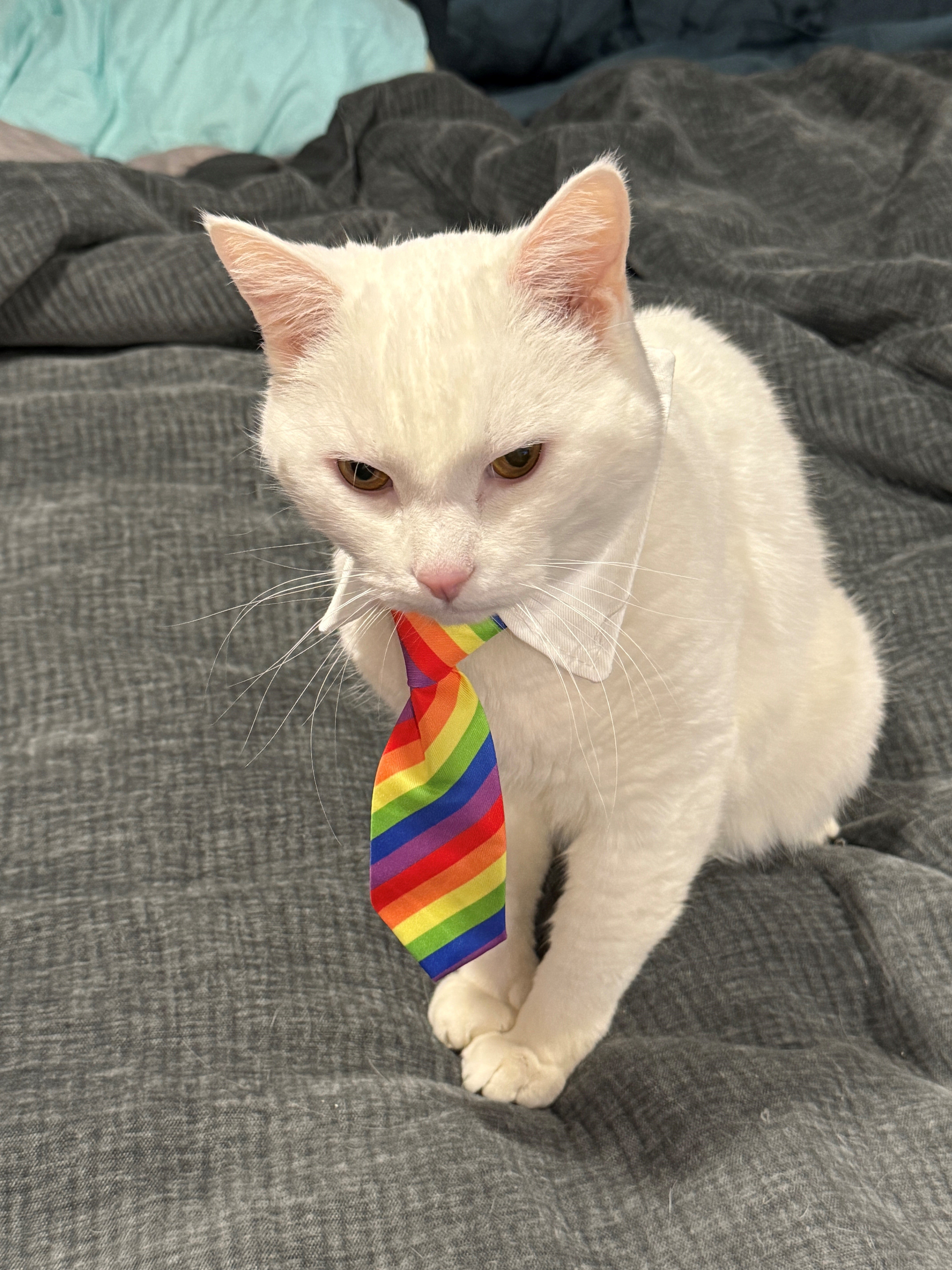 white cat wearing a rainbow tie