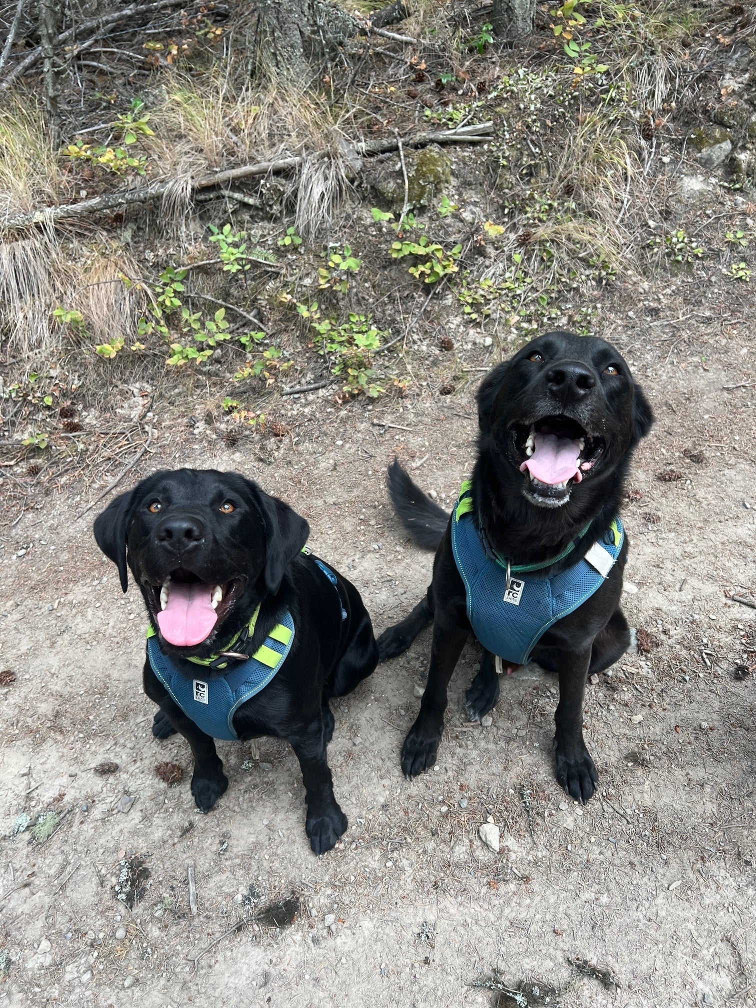 Two smiling black dogs, wearing harness outdoors while sitting on a path.