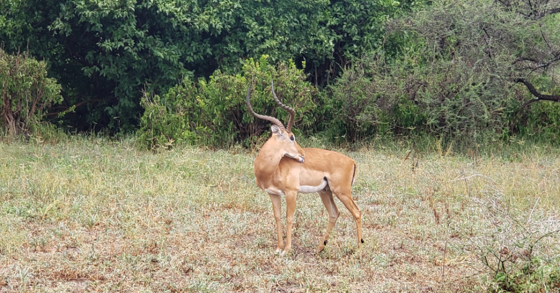 A deer stands in a field with trees and bushes in the background.