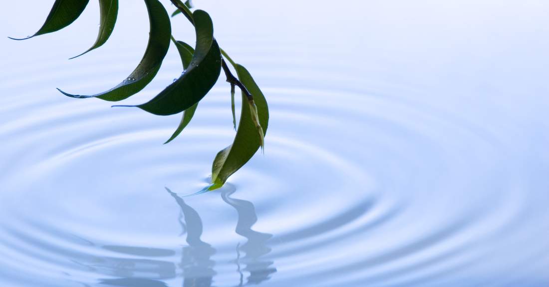 Green leaves hanging over still water, with one leaf touching the surface and creating circular ripples.