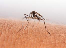 Expert view: Incognito mosquito