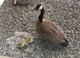 The mother goose with her three goslings.