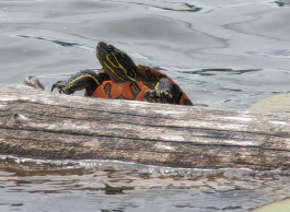 A painted turtle with an orange chest rests on a log surrounded by lilypads on a lake.