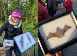 On the left a woman in a black jacket and pink toque holds up two frames that display taxidermied bats. On the right is a close up of one of the bats in a frame.