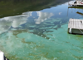 A body of water which blue-green film on it. A dock can be seen on the right.