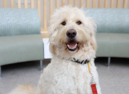 A white fluffy, curly dog looking into the camera with tongue out and smiling.